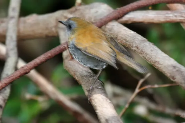 File:Black-billed Nightingale-Thrush (Catharus gracilirostris) (5771778401).jpg