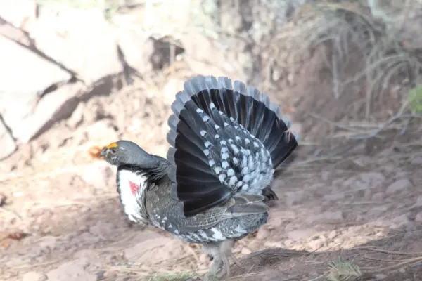 File:Dusky Grouse (Dendragapus obscurus) (5752052427).jpg