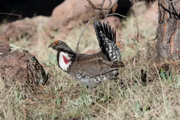 File:Dusky Grouse (Dendragapus obscurus) (5752051489).jpg