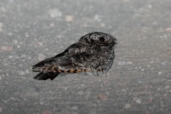 File:Common Poorwill (Phalaenoptilus nuttallii) (5571909055).jpg
