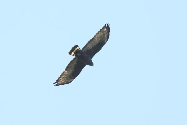 File:Zone-tailed Hawk (Buteo albonotatus) (5271394938).jpg