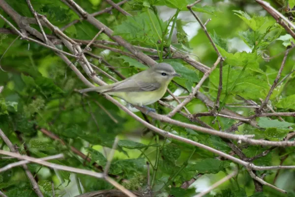 File:Philadelphia Vireo (Vireo philadelphicus) (5206844262).jpg