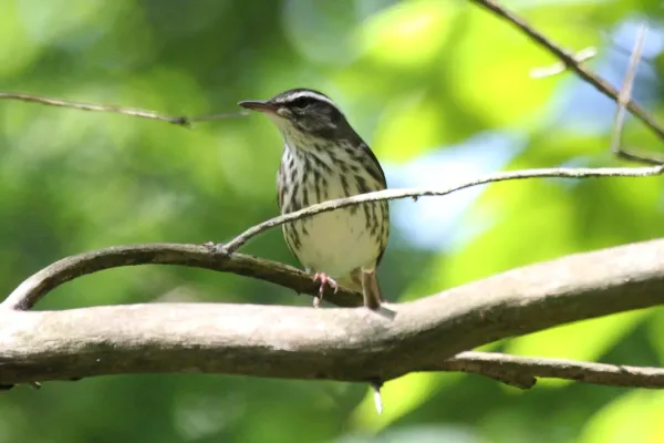 File:Louisiana Waterthrush (Parkesia motacilla) (5206245007).jpg