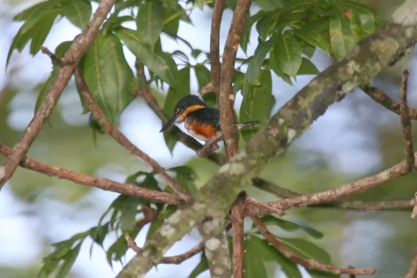 File:American Pygmy Kingfisher (Chloroceryle aenea) (5198921570).jpg