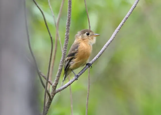 File:Buff-breasted Flycatcher (Empidonax fulvifrons) (5198319105).jpg