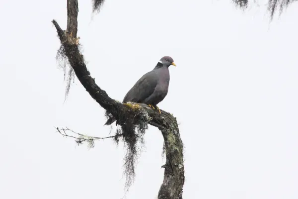 File:Band-tailed Pigeon (Patagioenas fasciata) (4856419357).jpg