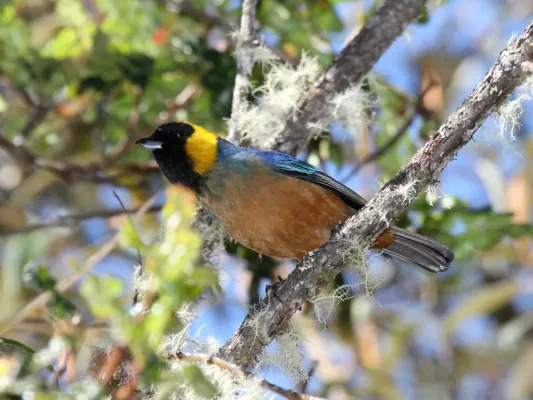 File:Golden-collared Tanager (Iridosornis jelskii) (4856416747).jpg