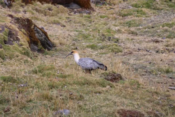 File:Andean Ibis (Theristicus branickii) (4857015246).jpg