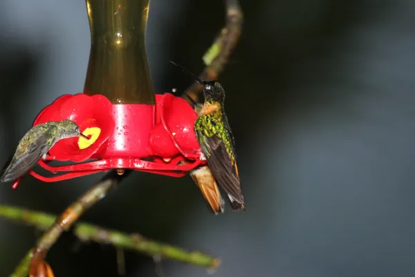File:Collared (Goulds) Inca (Coeligena torquata inca) (4856366527).jpg