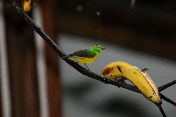 File:Blue-naped Chlorophonia (Chlorophonia cyanea) (4856963532).jpg