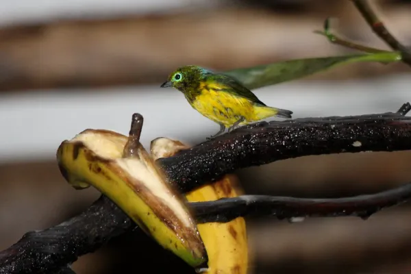 File:Blue-naped Chlorophonia (Chlorophonia cyanea) (4856342475).jpg
