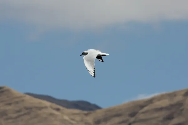 File:Andean Gull (Chroicocephalus serranus) (4856951994).jpg