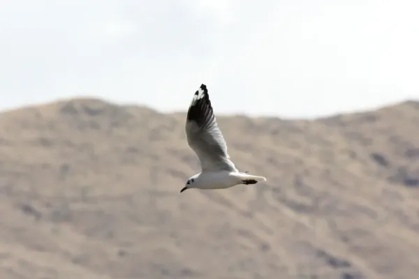 File:Andean Gull (Chroicocephalus serranus) (4856332949).jpg