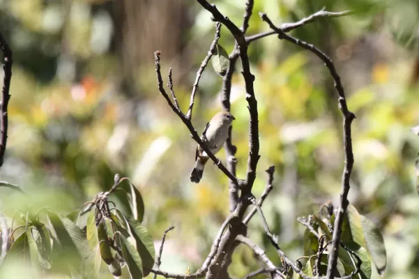 File:Band-tailed Seedeater (Catamenia analis) (4856326315).jpg