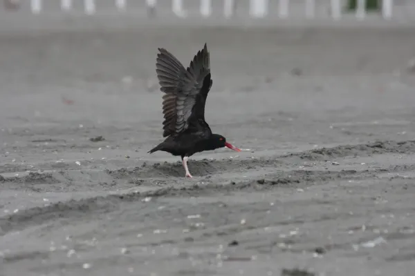 File:Blackish Oystercatcher (Haematopus ater), Puerto Viejo, Peru (4856934244).jpg