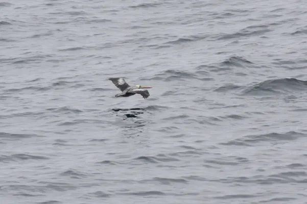 File:Peruvian Pelican (Pelecanus thagus) (4856924332).jpg