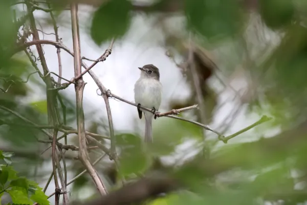 File:Alder Flycatcher (Empidonax alnorum) (4687326093).jpg