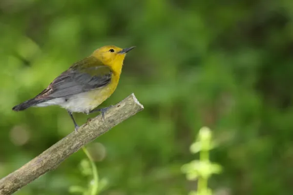 File:Prothonotary Warbler (Protonotaria citrea) (4687959564).jpg