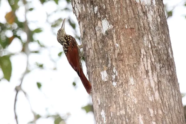 File:Black-striped Woodcreeper (Xiphorhynchus lachrymosus) (4505565384).jpg