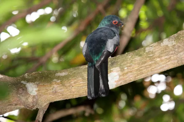File:Slaty-tailed Trogon (Trogon massena) (4504928899).jpg
