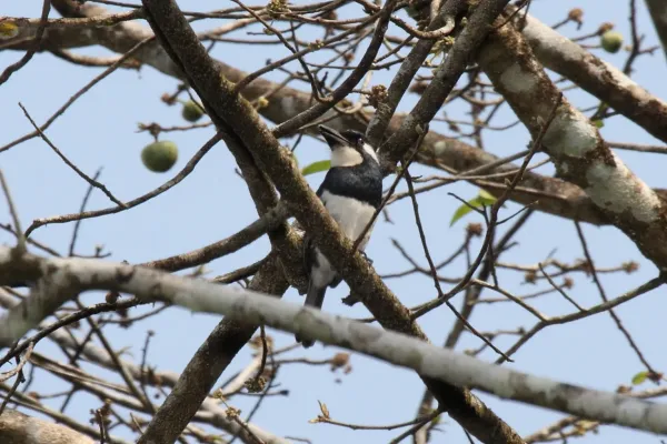 File:Black-breasted Puffbird (Notharchus pectoralis) (4505554408).jpg