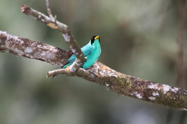 File:Green Honeycreeper (Chlorophanes spiza) (4504916357).jpg