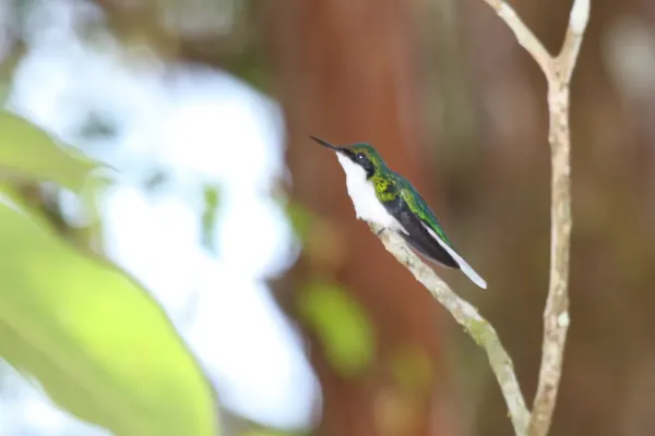 File:Purple-crowned Fairy (Heliothryx barroti) female (4504915857).jpg