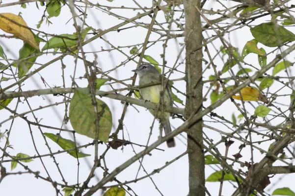 File:Forest Elaenia (Myiopagis gaimardii) (4505542640).jpg