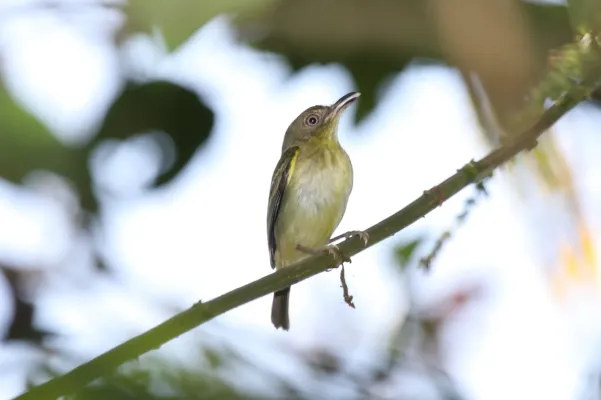 File:Southern Bentbill (Oncostoma olivaceum) (4504904703).jpg
