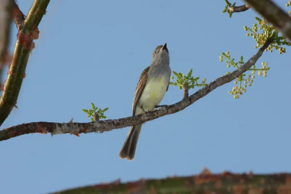 File:Panama Flycatcher (Myiarchus panamensis) (4504893581).jpg