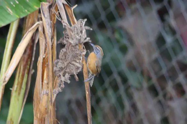 File:Rufous-breasted Wren (Pheugopedius rutilus) (4504889645).jpg