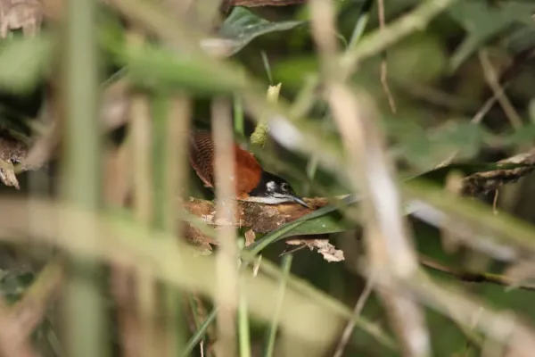 File:Bay Wren (Cantorchilus nigricapillus) (4505511882).jpg