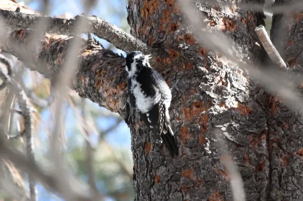 File:American Three-toed Woodpecker (Picoides dorsalis) (4431590959).jpg