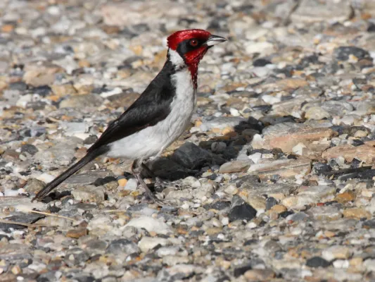 File:Masked Cardinal (Paroaria nigrogenis) (4092565007).jpg