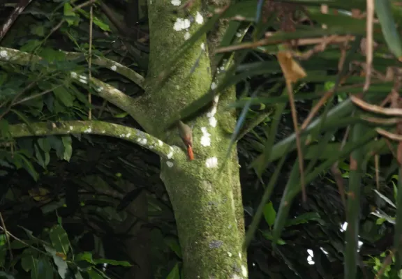 File:Olivaceous Woodcreeper (Sittasomus griseicapillus) (4090290834).jpg