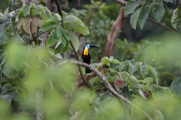 File:Channel-billed Toucan (Ramphastos vitellinus) (4089510455).jpg