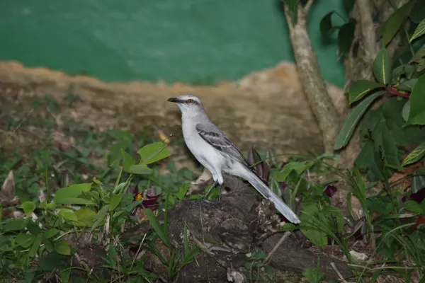 File:Tropical Mockingbird (Mimus gilvus) (4090269628).jpg