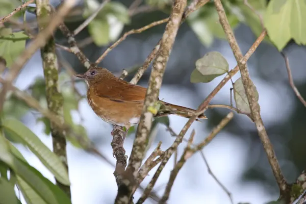 File:Cocoa Thrush (Turdus fumigatus) (4089502547).jpg
