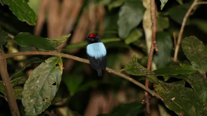 File:Blue-backed Manakin (Chiroxiphia pareola) (4089434391).jpg