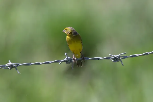 File:Grassland Yellow-finch (Sicalis luteola) (4089369507).jpg