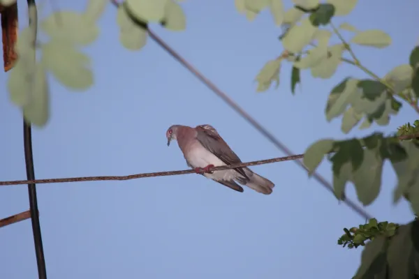 File:Pale-vented Pigeon (Patagioenas cayennensis) (4089364533).jpg