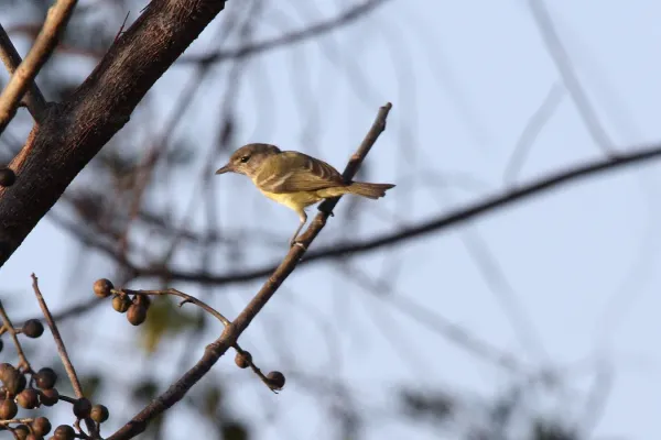 File:Bells Vireo (Vireo bellii bellii) (3483335599).jpg