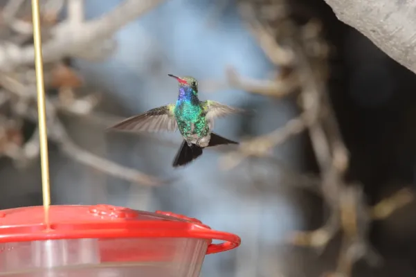 File:Broad-billed Hummingbird (Cynanthus latirostris) (3484147962).jpg