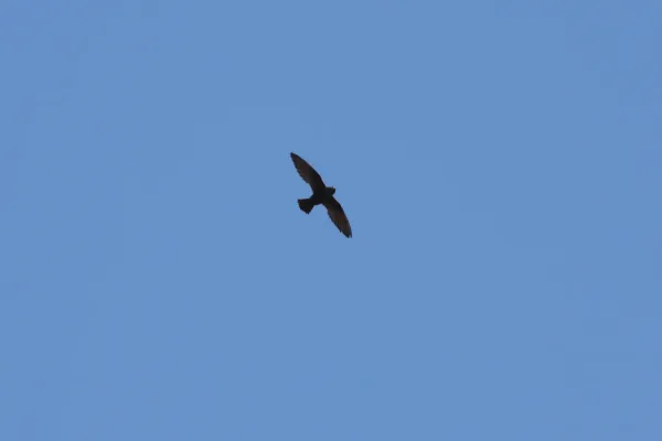 File:White-naped Swift (Streptoprocne semicollaris) (3323637685).jpg
