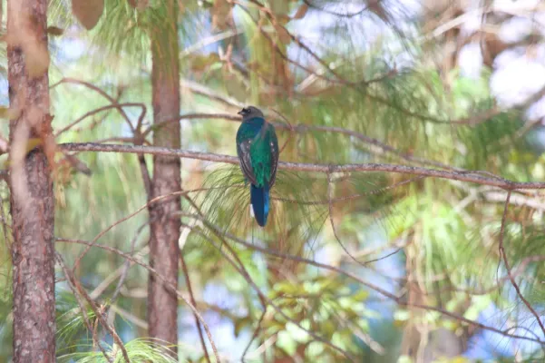 File:Eared Quetzal (Euptilotis neoxenus) (3323634843).jpg