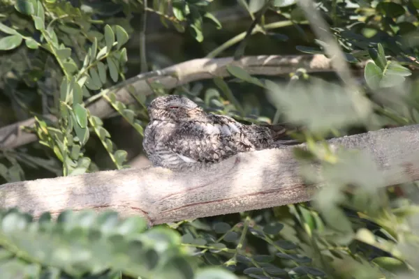 File:Lesser Nighthawk (Chordeiles acutipennis) (3323630043).jpg