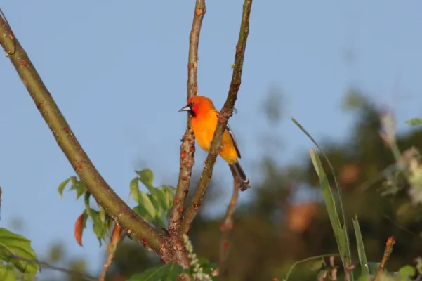 File:Streak-backed Oriole (Icterus pustulatus) (3323627341).jpg
