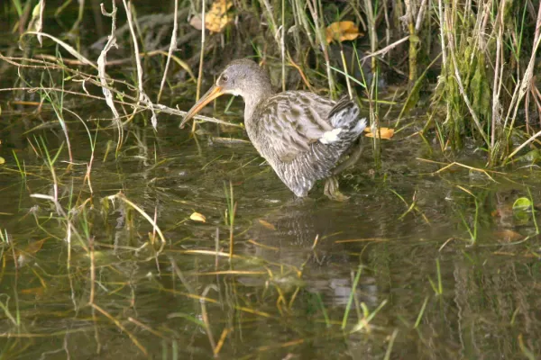 File:Clapper Rail (Rallus crepitans) (3203468825).jpg