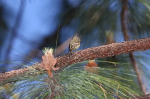 File:Pine Flycatcher (Empidonax affinis) (3323619417).jpg