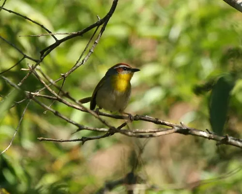 File:Rufous-capped Warbler (Basileuterus rufifrons) (2554156223).jpg